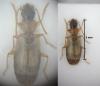 Philorhizus melanocephalus